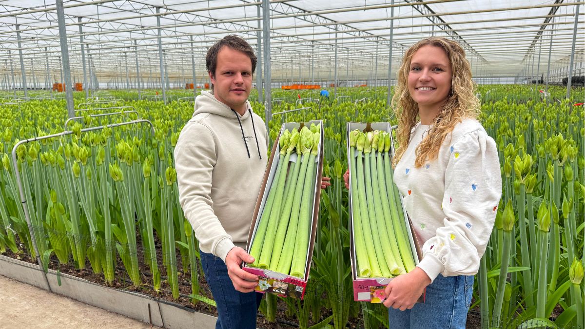 Stan and Daphne from Wijnen Amaryllis with Amaryllis 